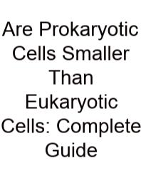 Are Prokaryotic Cells Smaller Than Eukaryotic Cells: Complete Guide