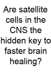 Are Satellite Cells In The CNS The Hidden Key To Faster Brain Healing?