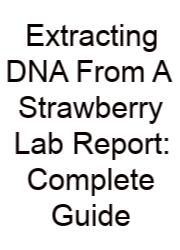 Extracting DNA From A Strawberry Lab Report: Complete Guide