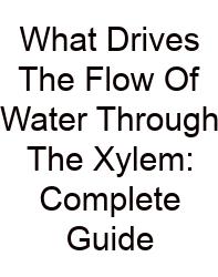 What Drives The Flow Of Water Through The Xylem: Complete Guide